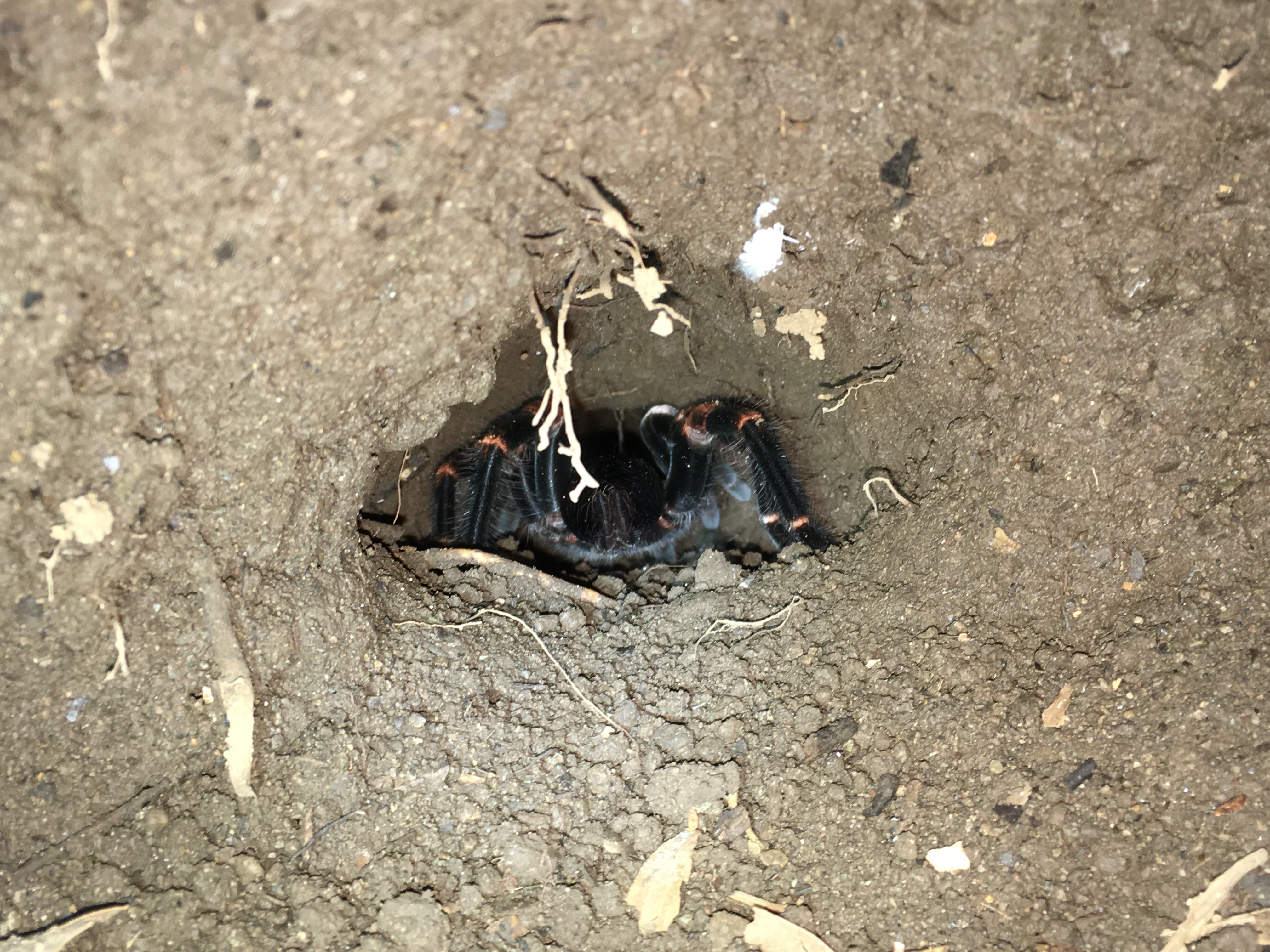 Img 3300 The Nutshell Times